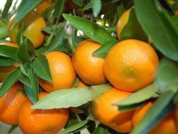 Валенсийские производители мандаринов терпят убытки