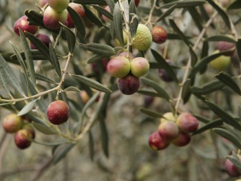 Самое дорогое в мире оливковое масло производят в Валенсии 
