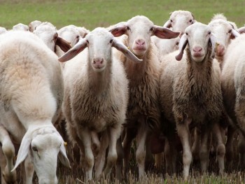 В Эстремадуре будут разводить овец для арабских эмиратов